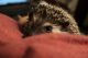 Hedgehog Animals for sale in Colorado Springs, CO, USA. price: $175