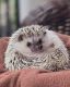 Hedgehog Rodents for sale in Waxhaw, NC 28173, USA. price: NA