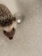 Hedgehog Animals for sale in Irving, TX, USA. price: NA