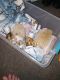 Hedgehog Rodents for sale in Detroit, MI, USA. price: NA
