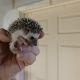 Hedgehog Animals for sale in Massillon, OH, USA. price: NA