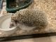 Hedgehog Animals for sale in 1690 Jonesville Rd, Columbus, IN 47201, USA. price: $300