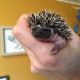 Hedgehog Animals for sale in Colorado Springs, CO, USA. price: NA