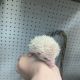 Hedgehog Animals for sale in Massillon, OH, USA. price: NA