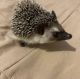 Hedgehog Rodents for sale in Davenport, FL, USA. price: NA