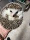 Hedgehog Animals for sale in Denver, CO, USA. price: NA