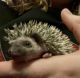 Hedgehog Animals for sale in Valparaiso, IN, USA. price: $200