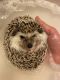 Hedgehog Animals for sale in Greenville, SC, USA. price: NA