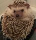 Hedgehog Animals for sale in Columbus, OH, USA. price: NA