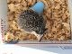 Hedgehog Animals for sale in Tampa, FL, USA. price: $600