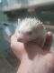 Hedgehog Rodents