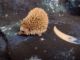 Hedgehog Animals for sale in Madison, OH 44057, USA. price: $125