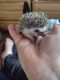 Hedgehog Rodents for sale in Florahome, FL 32140, USA. price: NA