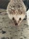 Hedgehog Animals for sale in Georgetown, TX 78626, USA. price: NA