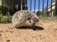 Hedgehog Animals for sale in Jackson, MS, USA. price: NA