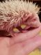 Hedgehog Rodents for sale in Ripley, TN 38063, USA. price: $175