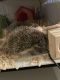 Hedgehog Animals for sale in Chesapeake, VA, USA. price: NA