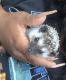 Hedgehog Rodents for sale in Dallas, TX, USA. price: NA