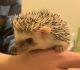 Hedgehog Animals for sale in Laveen Village, AZ 85339, USA. price: $350