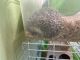 Hedgehog Rodents for sale in Wheatley Heights, NY, USA. price: NA