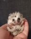 Hedgehog Animals for sale in Beeville, TX 78102, USA. price: NA