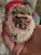 Hedgehog Rodents for sale in Shelby, NC, USA. price: NA