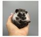 Hedgehog Animals for sale in Mason, TX 76856, USA. price: NA