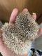 Hedgehog Animals for sale in Duluth, MN, USA. price: NA