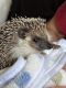 Hedgehog Animals for sale in Clermont, FL, USA. price: NA
