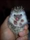 Hedgehog Animals for sale in La Porte, TX 77571, USA. price: $150