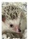 Hedgehog Animals for sale in 12559 Highfield Cir, Lakewood Ranch, FL 34202, USA. price: $50