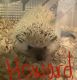 Hedgehog Animals for sale in Indianapolis, IN, USA. price: NA