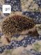 Hedgehog Animals for sale in Shelby, NC, USA. price: NA