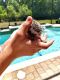 Hedgehog Animals for sale in 7777 Mt Ranier Dr, Jacksonville, FL 32256, USA. price: NA