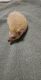 Hedgehog Rodents for sale in DeWitt, AR 72042, USA. price: NA