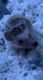 Hedgehog Animals for sale in 9544 Richmond Cir, Boca Raton, FL 33434, USA. price: $250
