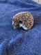 Hedgehog Animals for sale in Parlin, NJ 08859, USA. price: NA