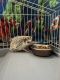 Hedgehog Animals for sale in Coventry, RI 02816, USA. price: $150