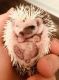 Hedgehog Animals for sale in 320 Folly Rd, Charleston, SC 29412, USA. price: NA