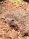Hedgehog Rodents for sale in Fort Pierce, FL, USA. price: NA
