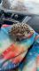 Hedgehog Animals for sale in Belleville, IL, USA. price: $500