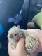 Hedgehog Animals for sale in Meridian, ID, USA. price: NA