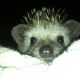 Hedgehog Animals for sale in Cocoa Beach, FL 32931, USA. price: $120