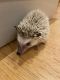 Hedgehog Animals for sale in Prairie View, IL 60069, USA. price: $300