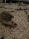 Hedgehog Animals for sale in Severna Park, MD 21146, USA. price: $350
