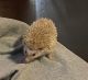 Hedgehog Rodents for sale in Owatonna, MN, USA. price: $100