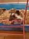 Hedgehog Rodents for sale in Essex, MD 21221, USA. price: $125