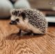Hedgehog Animals