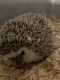 Hedgehog Animals for sale in Saugerties, NY 12477, USA. price: NA