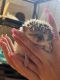 Hedgehog Rodents for sale in Pompano Beach, FL 33064, USA. price: $200